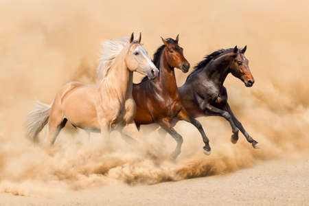 Three horse run in desert sand storm Three horse run in desert sand storm