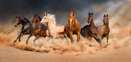 Horse herd run in desert sand storm against dramatic sky Horse herd run in desert sand storm against dramatic sky