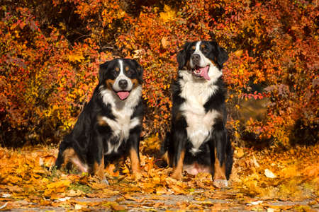 Two bernese dog sit in orange leaves in park