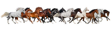 Horse herd isolated on white, banner for websiteの写真素材