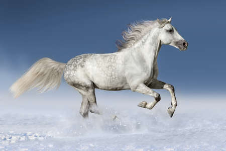 Horse in snow