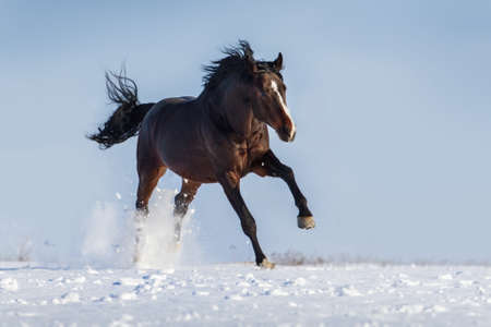 Beautiful stallion rearing up and jump in snow