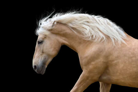Palomino horse with long blond mane run gallopの写真素材