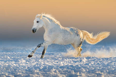 White horse run gallop in snow at sunset lightの写真素材
