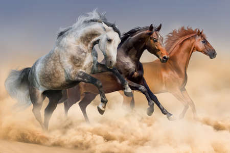 Three horses run gallop in dust