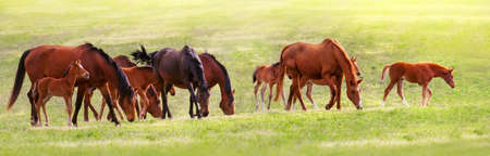 Horse herd on pastureの写真素材