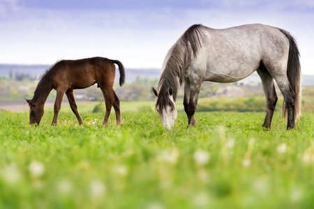 Mare with colt grazing on pasture