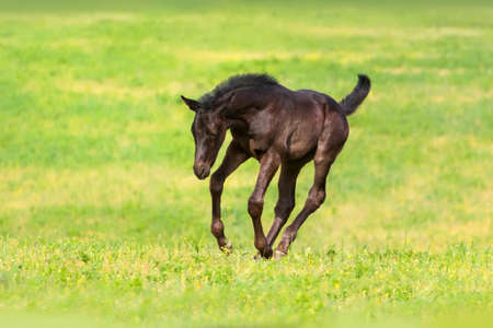 Black foal run gallop on spring pastureの写真素材