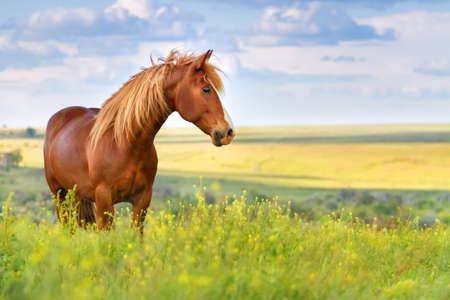 Red horse with long mane in flower field against skyの写真素材