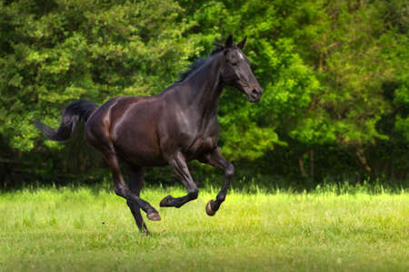 Black horse run gallop against trees in green field