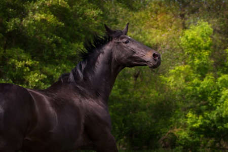 Dark horse portrait in motion against green treesの写真素材