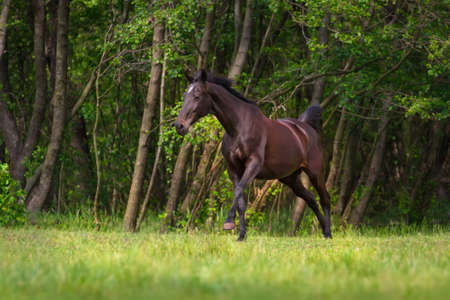 Black horse run gallop against trees in green fieldの写真素材