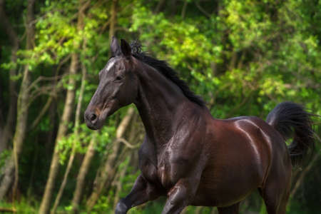 Dark horse portrait in motion against green treesの写真素材
