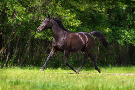 Black horse run gallop against trees in green fieldの写真素材