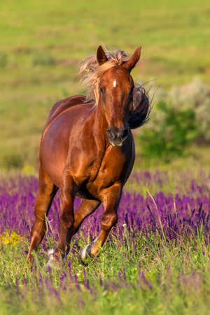 Red horse with long mane run in flowers at summer dayの写真素材