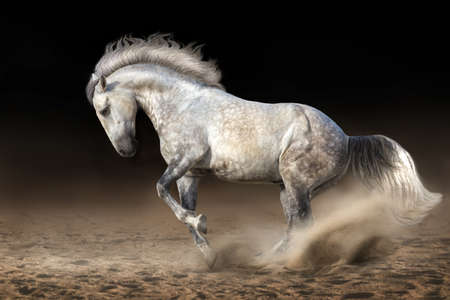Grey andalusian horse in motion at dramatic backgroundの写真素材