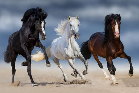 Three horse with long mane run gallop in sandの写真素材