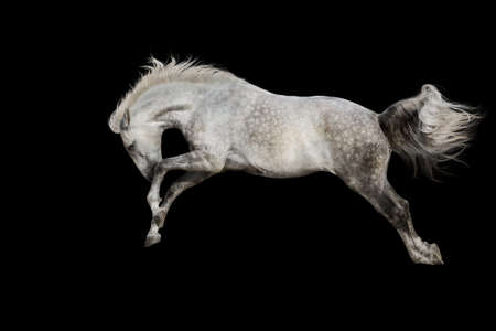 White horse jump isolated on black backgroundの写真素材