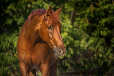 Red horse portrait outdoor against treesの写真素材