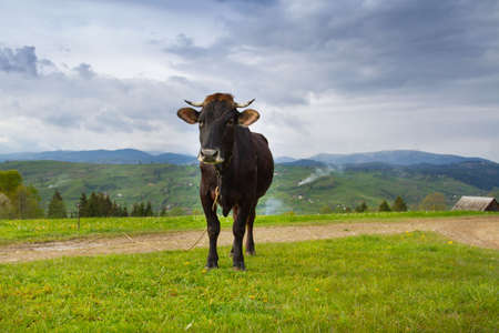Cows in mountain valleyの写真素材
