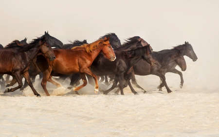 Horse herd run in desert sand
