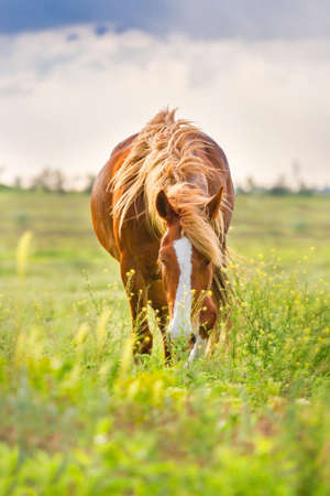 Beautiful red horse with long blond mane in spring field with yellow flowers against dark storm skyの写真素材