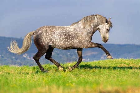 Beautiful grey andalusian horse with long mane run gallop against mountain viewの写真素材