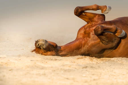 Red horse lay on sandの写真素材