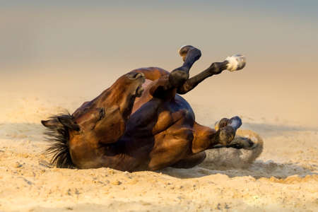 Bay horse lay on sandの写真素材