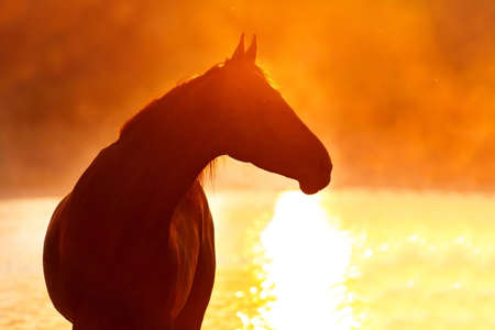 Bay horse portrait against sunset skyの写真素材