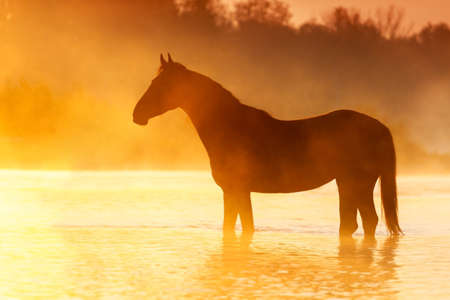 Horse silhouette at sunrise fog in mountain riverの写真素材