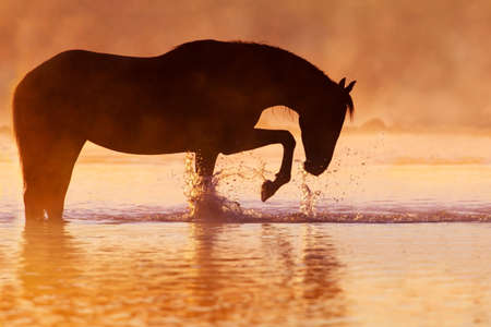 Horse silhouette at sunrise fog in mountain riverの写真素材