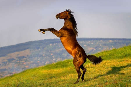 Beautiful horse with long mane rearing up against mountain viewの写真素材
