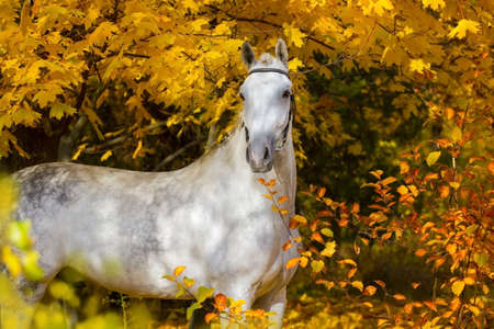 White horse against autumn yellow treesの写真素材