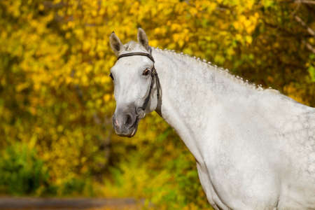 White horse against autumn yellow treesの写真素材