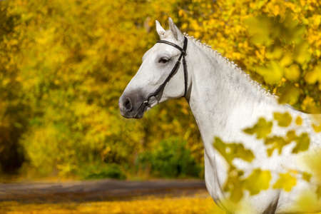 White horse against autumn yellow treesの写真素材