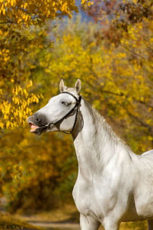White horse against autumn yellow treesの写真素材