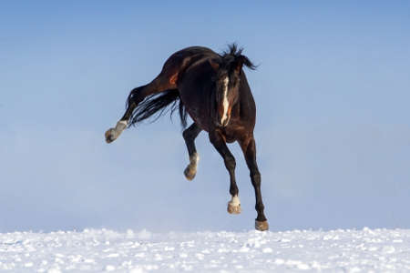 Funny horse jump on snow field against blue skyの写真素材