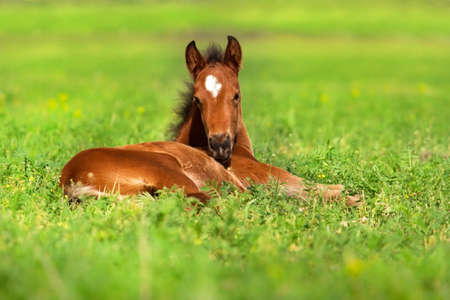 Foal rest on spring grassの写真素材