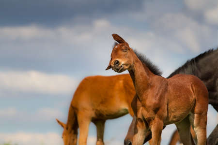Small cute colt on spring pastureの写真素材
