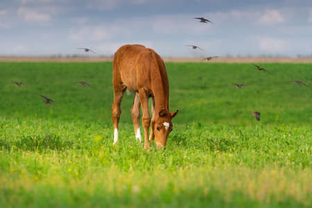 Colt grazing on spring pasture over which flies a flock of birdの写真素材