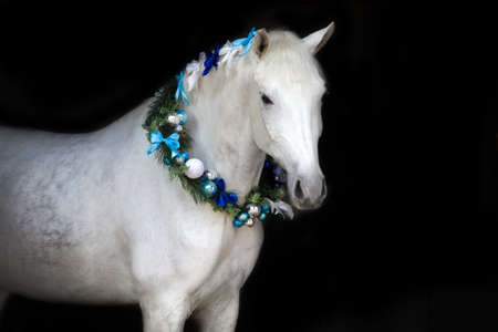 White horse with christmas wreath isolated on black backgroundの写真素材