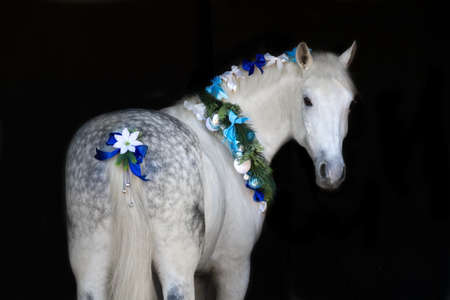 White horse with christmas wreath isolated on black backgroundの写真素材