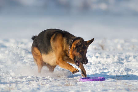 German shepherd running on a snow with a toyの写真素材
