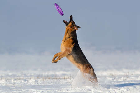 Beautiful german shepherd dog catching toy in snow fieldの写真素材