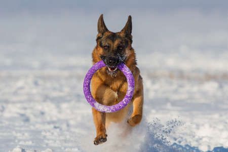 German shepherd running on a snow with a toyの写真素材