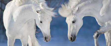 Two white horse portrait in blue winter background. Banner for webの写真素材