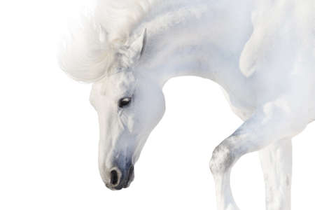 White horse on white background in high keyの写真素材