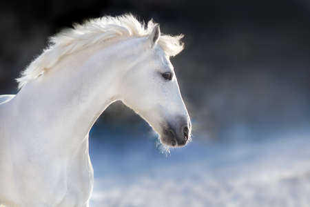 White horse with long mane portrait in motion in winter day on dark backgroundの写真素材