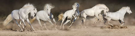 White horse herd run in desert dust. Panorama for webの写真素材